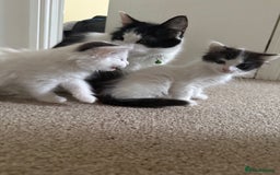 Mixed Breed cats for sale: 2 Adorable Fluffy Kittens  - Image 1