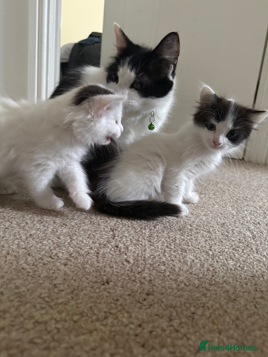 Mixed Breed cats for sale: 2 Adorable Fluffy Kittens  - Image 1