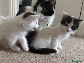 Mixed Breed cats for sale - Advert 1
