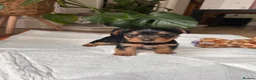 Yorkshire Terrier dogs for sale: Beautiful Yorkshire terrier puppies - Advert 8