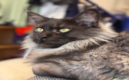 Maine Coon cats for sale: 3 year old (still growing) male for sale - Image 9