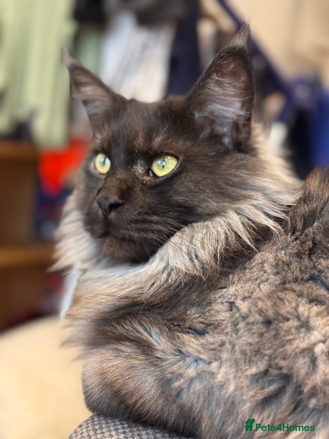 Maine Coon cats for sale: 3 year old (still growing) male for sale - Image 9