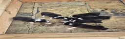 Border Collie dogs for sale: 6 Beautiful TWO WEEK OLD Border Collie Puppies - Advert 2