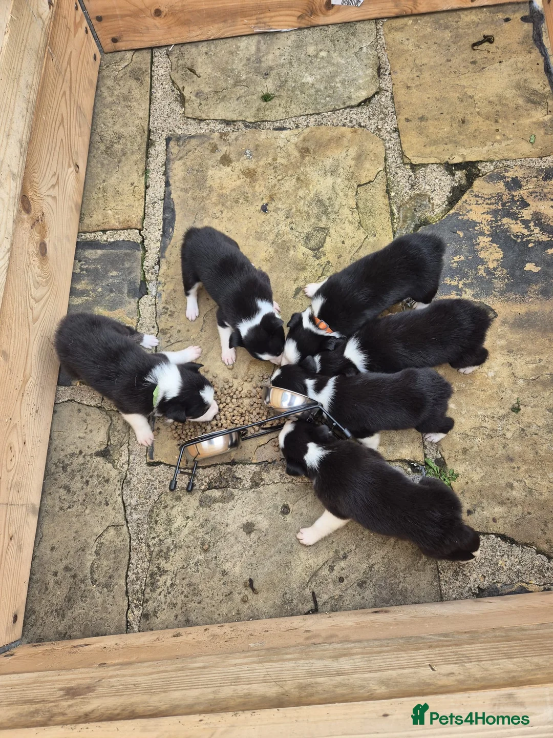 Border Collie dogs for sale: 6 Beautiful TWO WEEK OLD Border Collie Puppies - Advert 2
