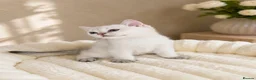 British Shorthair cats for sale: British Shorthair Kittens & Cats for Sale - Advert 9