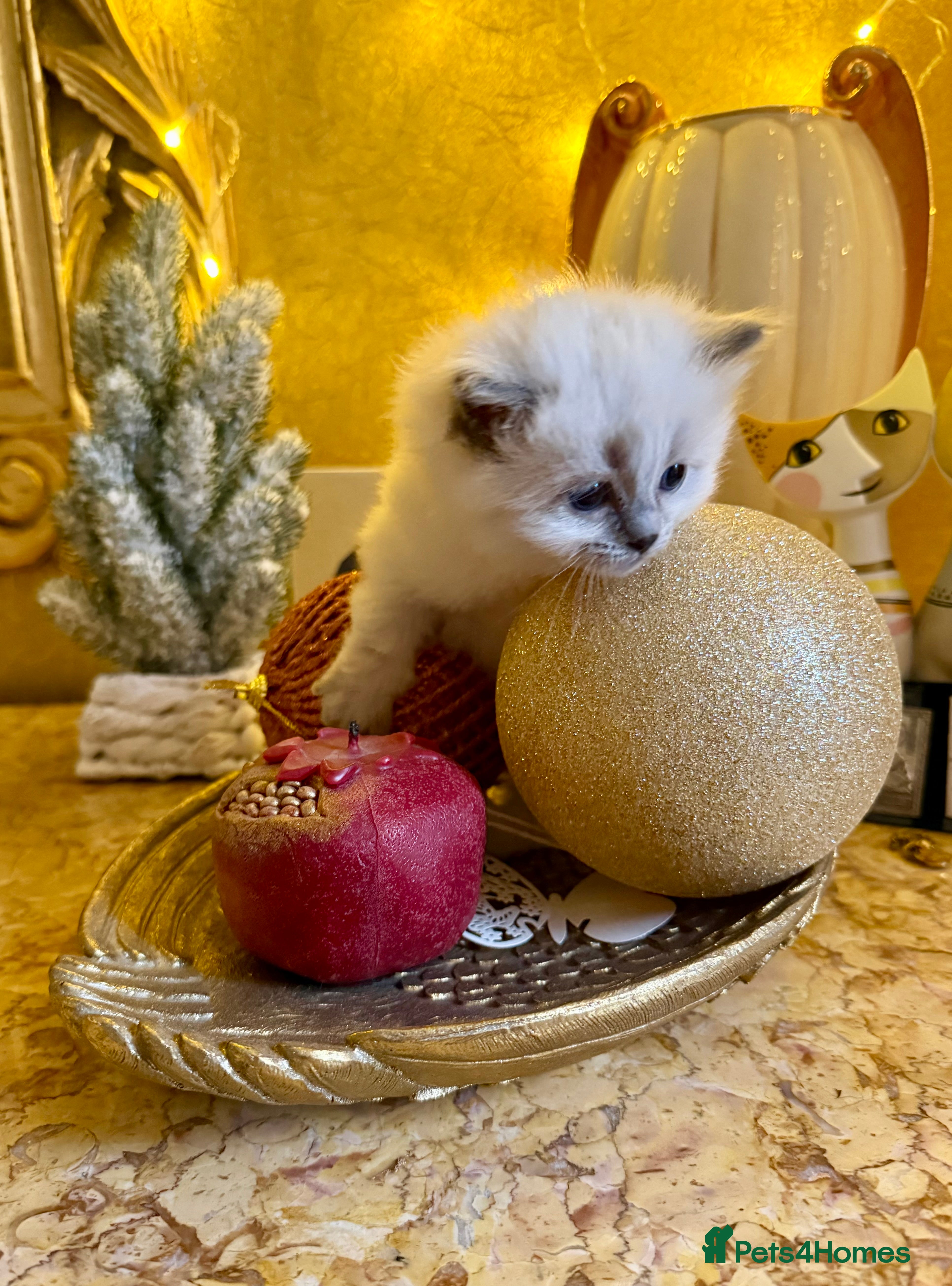 Ragdoll cats A small fluffy bundle of joy - Advert 15