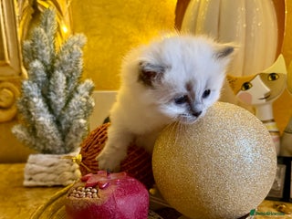 Ragdoll cats A small fluffy bundle of joy - Advert 2