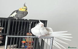 Cockatiels birds for sale: Two male cockatiels - Advert 1