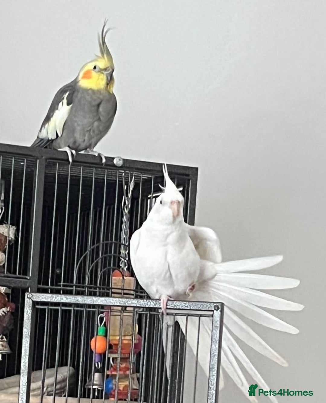 Cockatiels birds for sale: Two male cockatiels - Advert 1