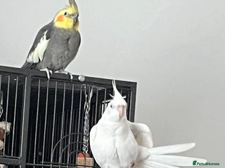 Cockatiels birds Two male cockatiels - Advert 16