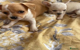 Chihuahua dogs for sale: Adorable Chihuahuas £650-£700 “Boys & Girls’ - Image 2