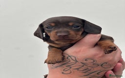 Miniature Dachshund dogs for sale: Smooth haired Miniature Dachshund - Image 34