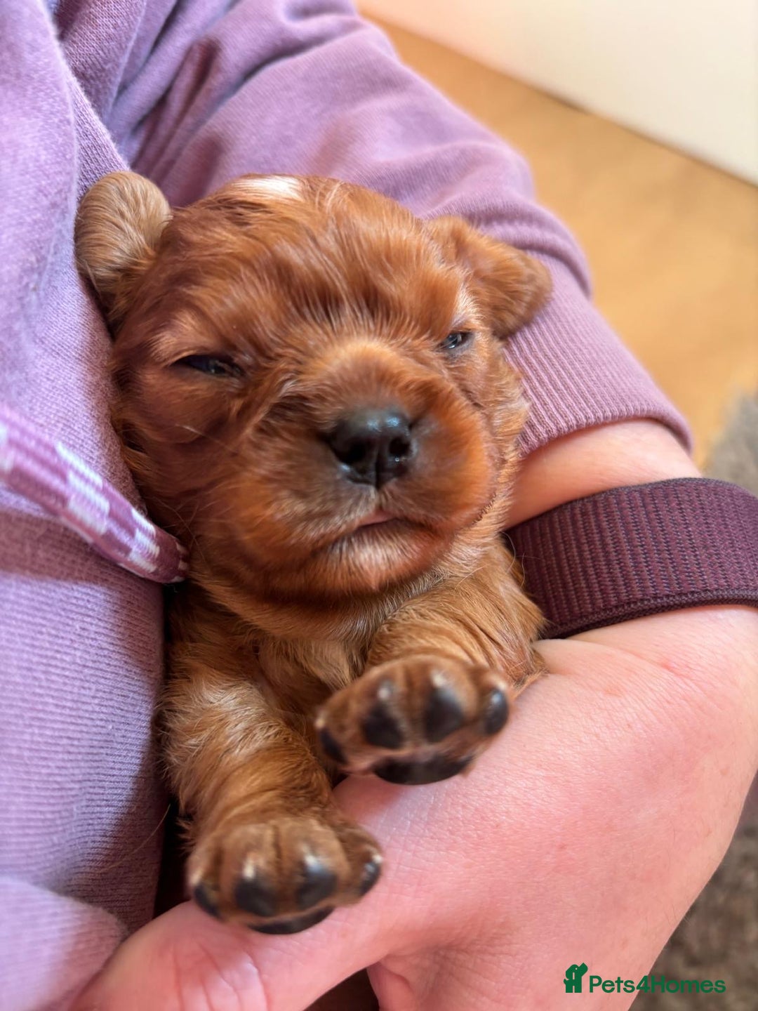 Cavalier King Charles Spaniel dogs for sale: Kc Reg, health tested Cavalier King Charles  - Advert 6