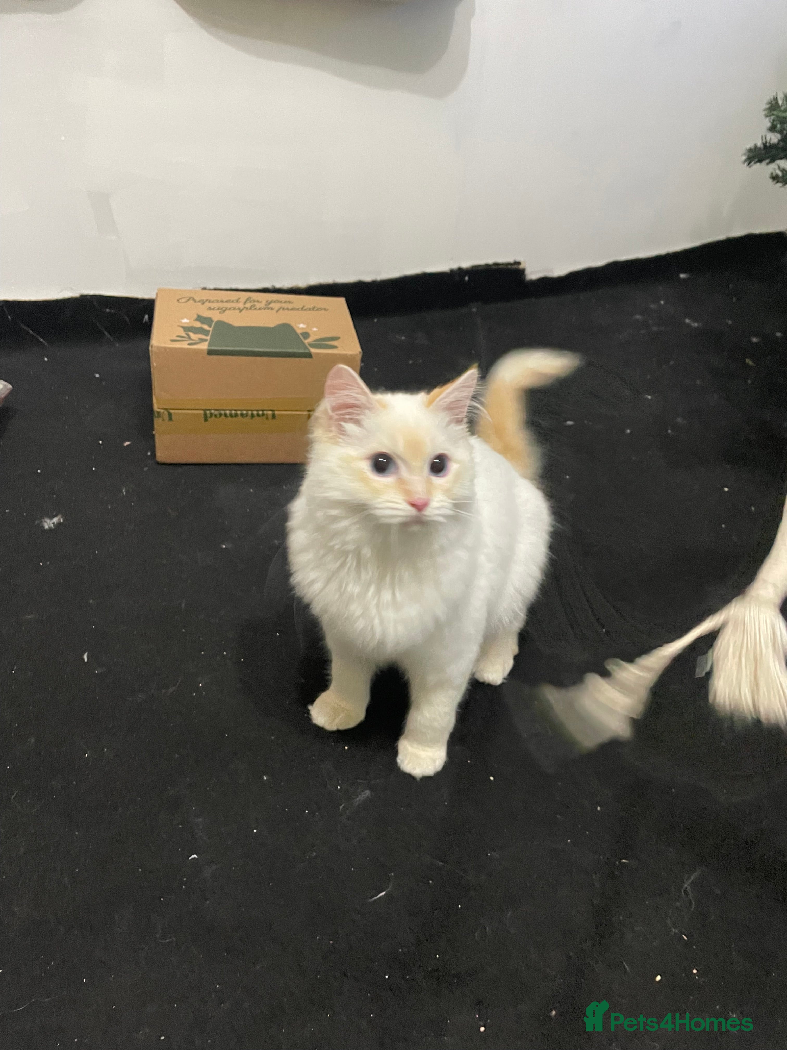 Ragdoll cats Max the ragdoll - Advert 14