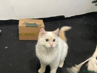 Ragdoll cats Max the ragdoll - Advert 14