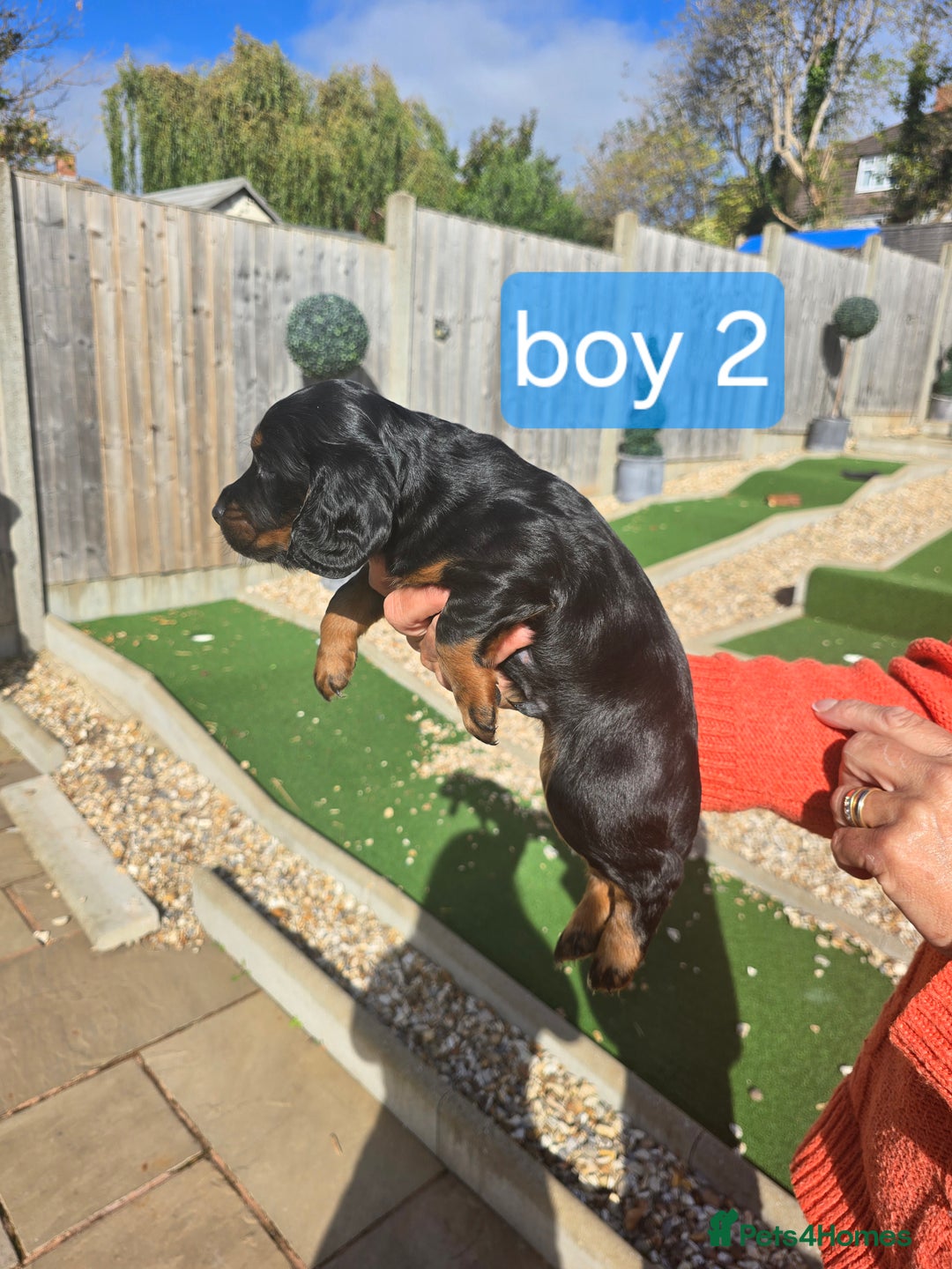 Cocker Spaniel dogs for sale: Cocker spaniel puppies  - Image 14