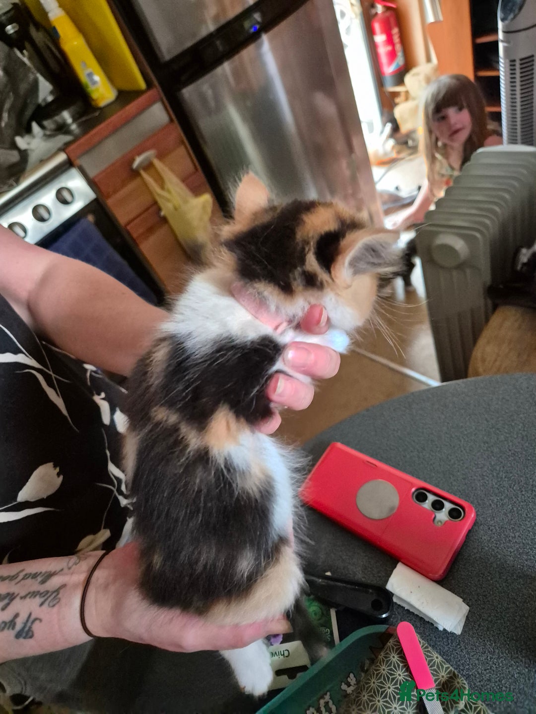 Mixed Breed cats for sale: Litter of kittens - Image 22