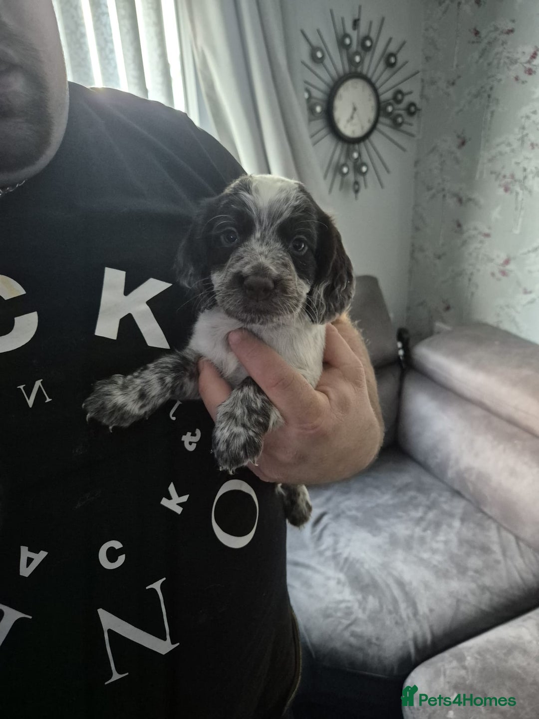 Cocker Spaniel dogs for sale: Cocker spaniel puppies - Image 5