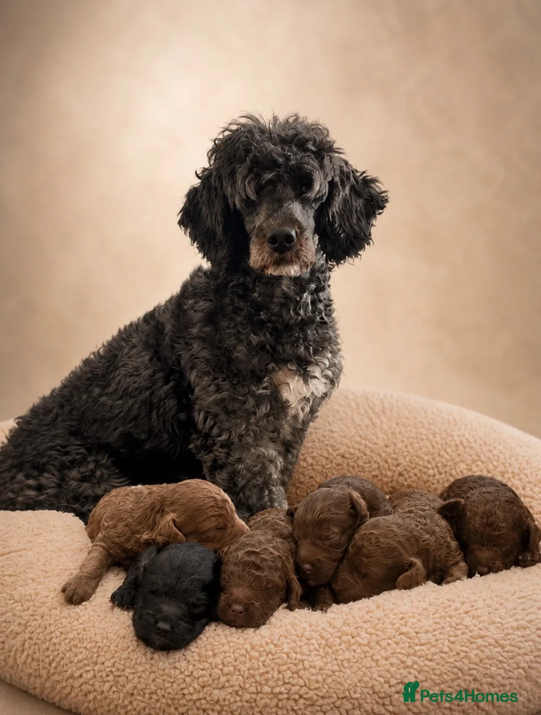 Cockapoo dogs for sale: Toy Cockapoo puppies  in Sunderland - Advert 1