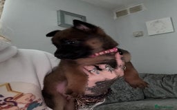 Belgian Shepherd Dog dogs for sale: Belgian malinois - Image 5