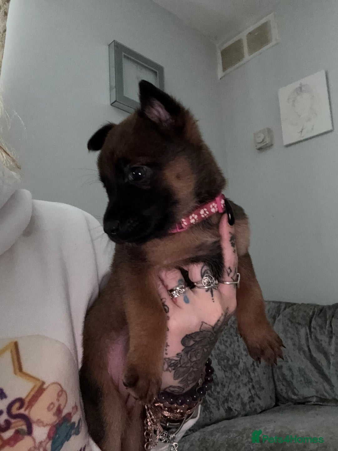 Belgian Shepherd Dog dogs for sale: Belgian malinois - Image 5