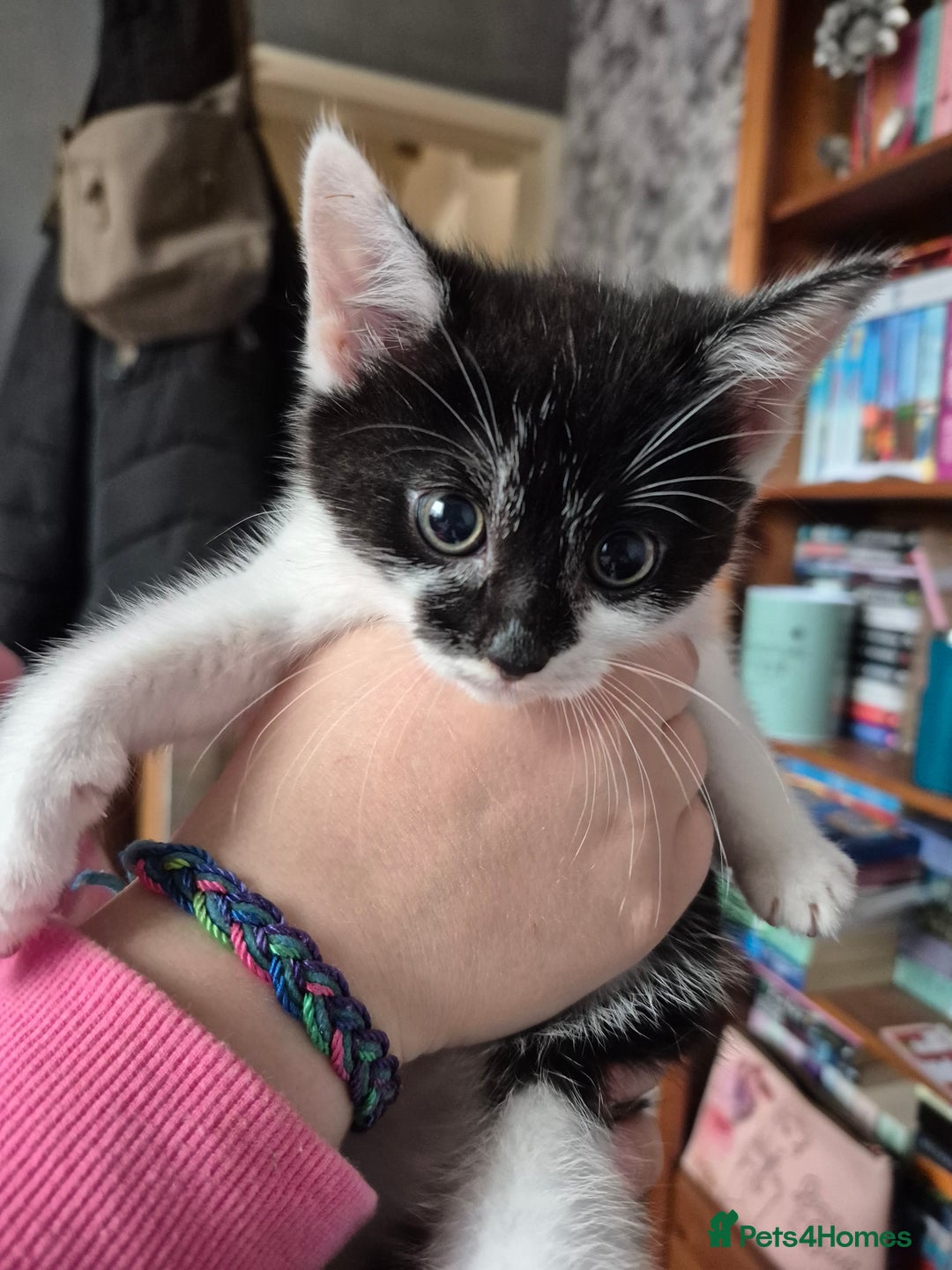 Mixed Breed cats for sale: Female kitten for sale  - Image 2