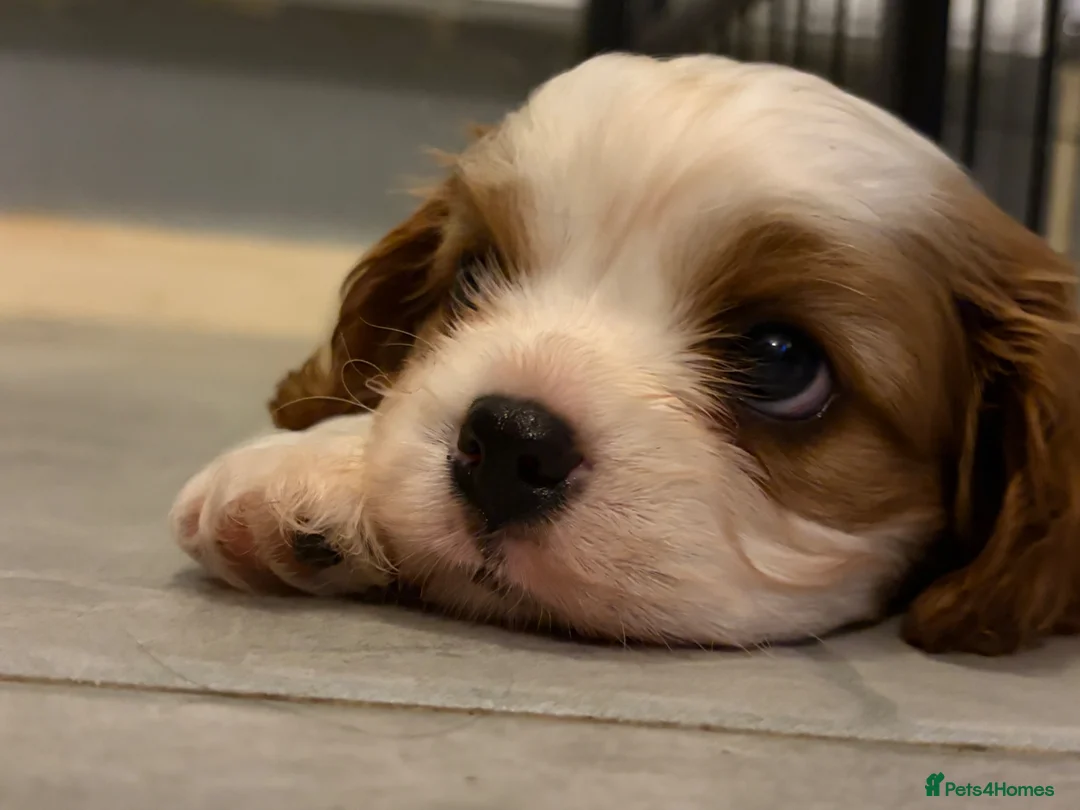 Cavalier King Charles Spaniel dogs for sale: Beautiful Blenheim puppies  - Advert 1