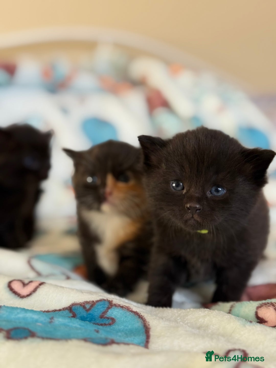 Domestic Shorthair cats for sale: Gorgeous fluffy kittens - Advert 8