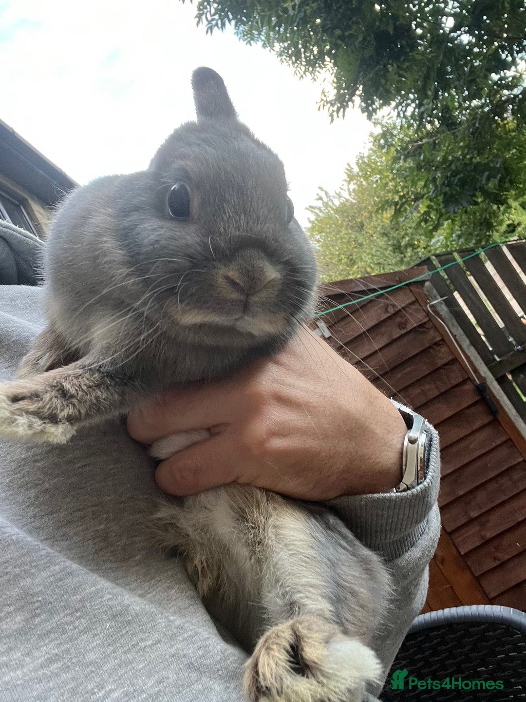 Netherland Dwarf rabbits for sale: 3 Netherland dwarf rabbits  - Image 9