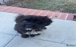Cockapoo dogs for sale: Manny  - Image 7