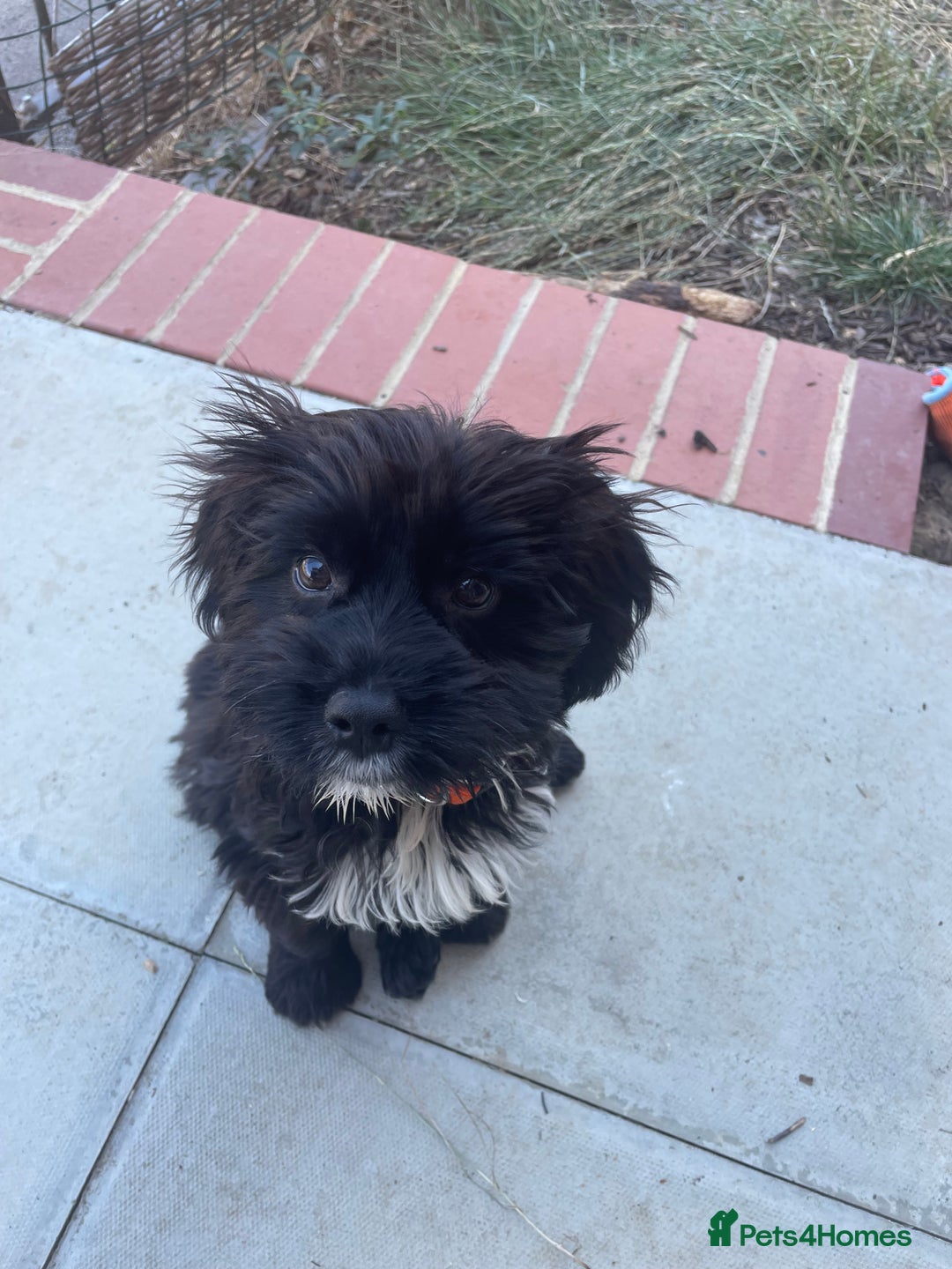 Cockapoo dogs for sale: Manny  - Image 7