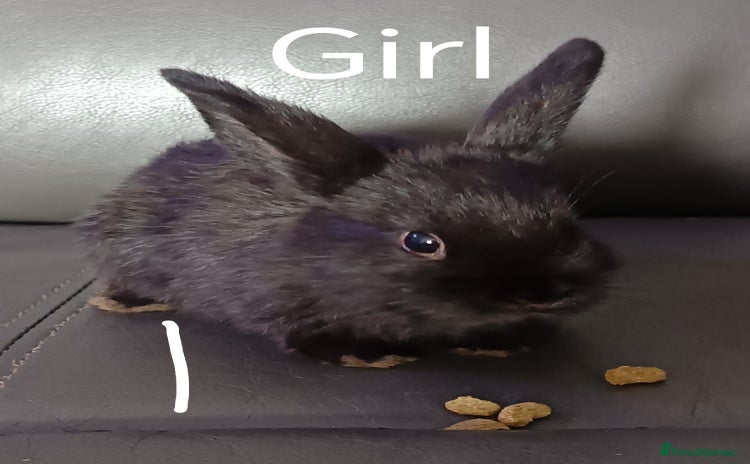 Mixed Breed rabbits - Advert 7