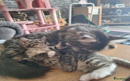 Domestic Shorthair cats for sale: 4 kitten 2 male 2 female  - Image 5