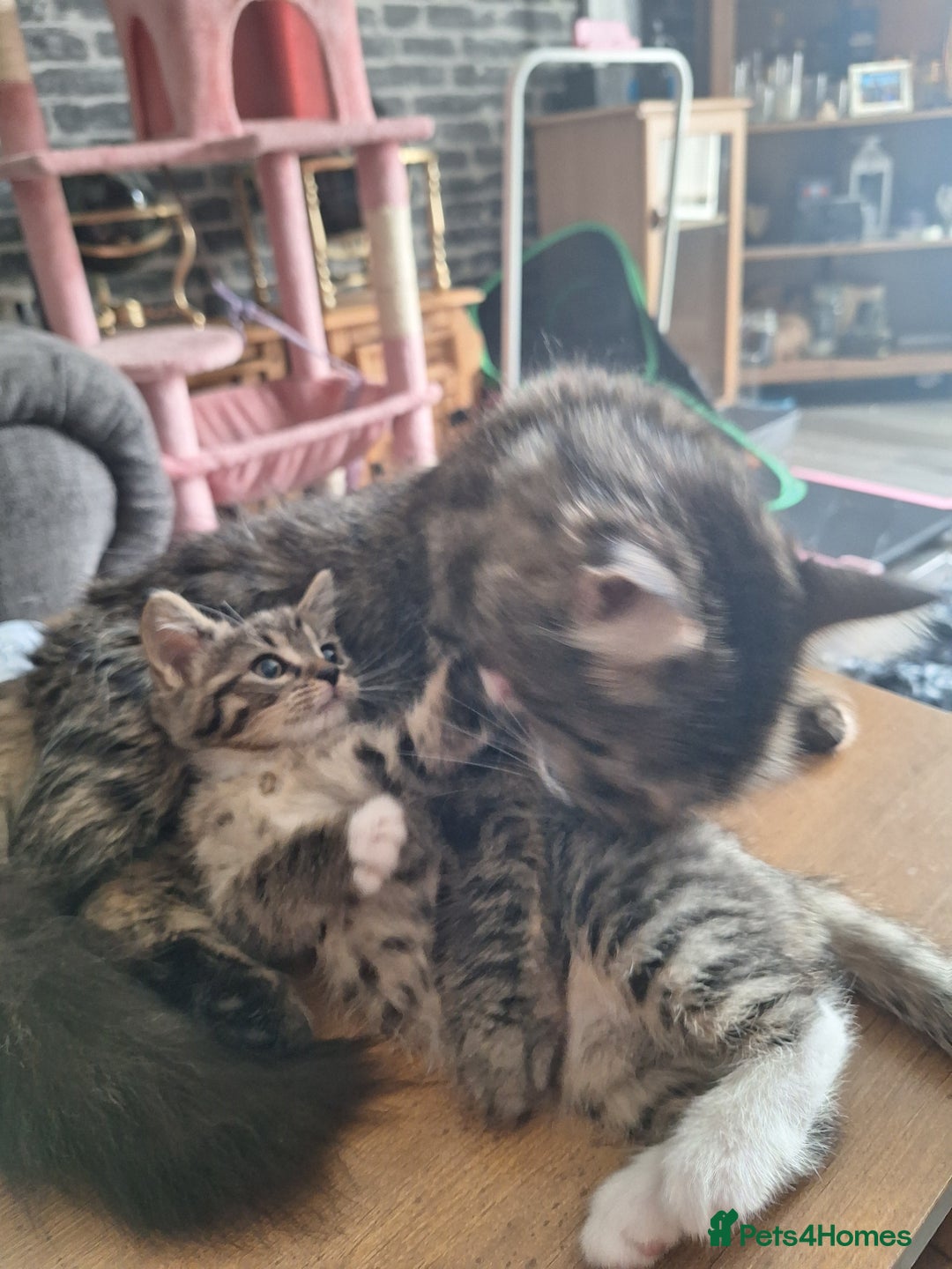 Domestic Shorthair cats for sale: 4 kitten 2 male 2 female  - Image 5