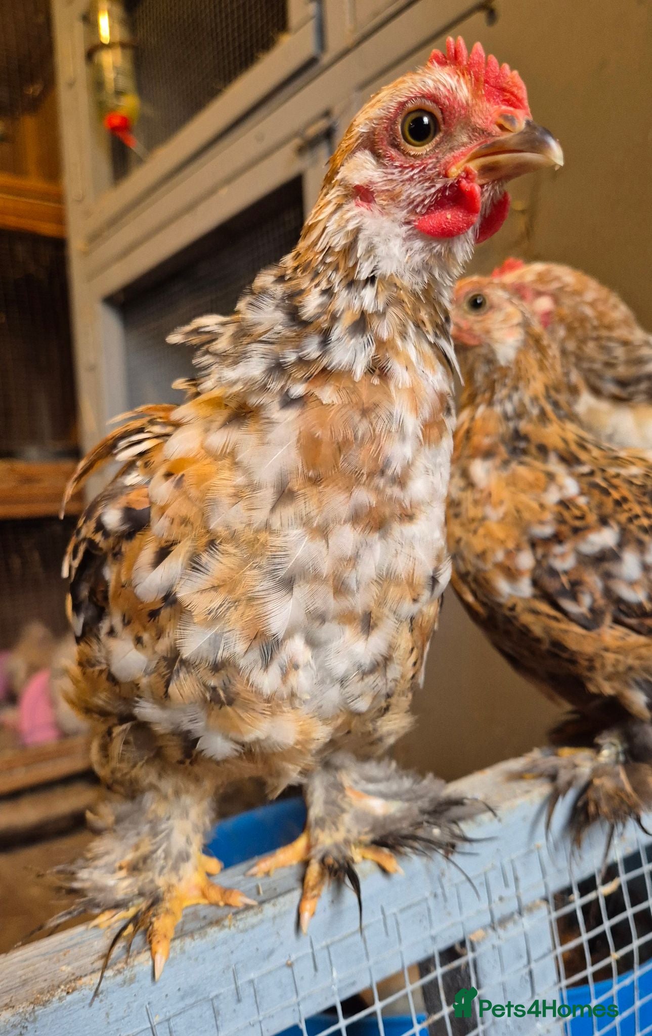 Chickens poultry Pekin bantam cockerils  - Advert 1