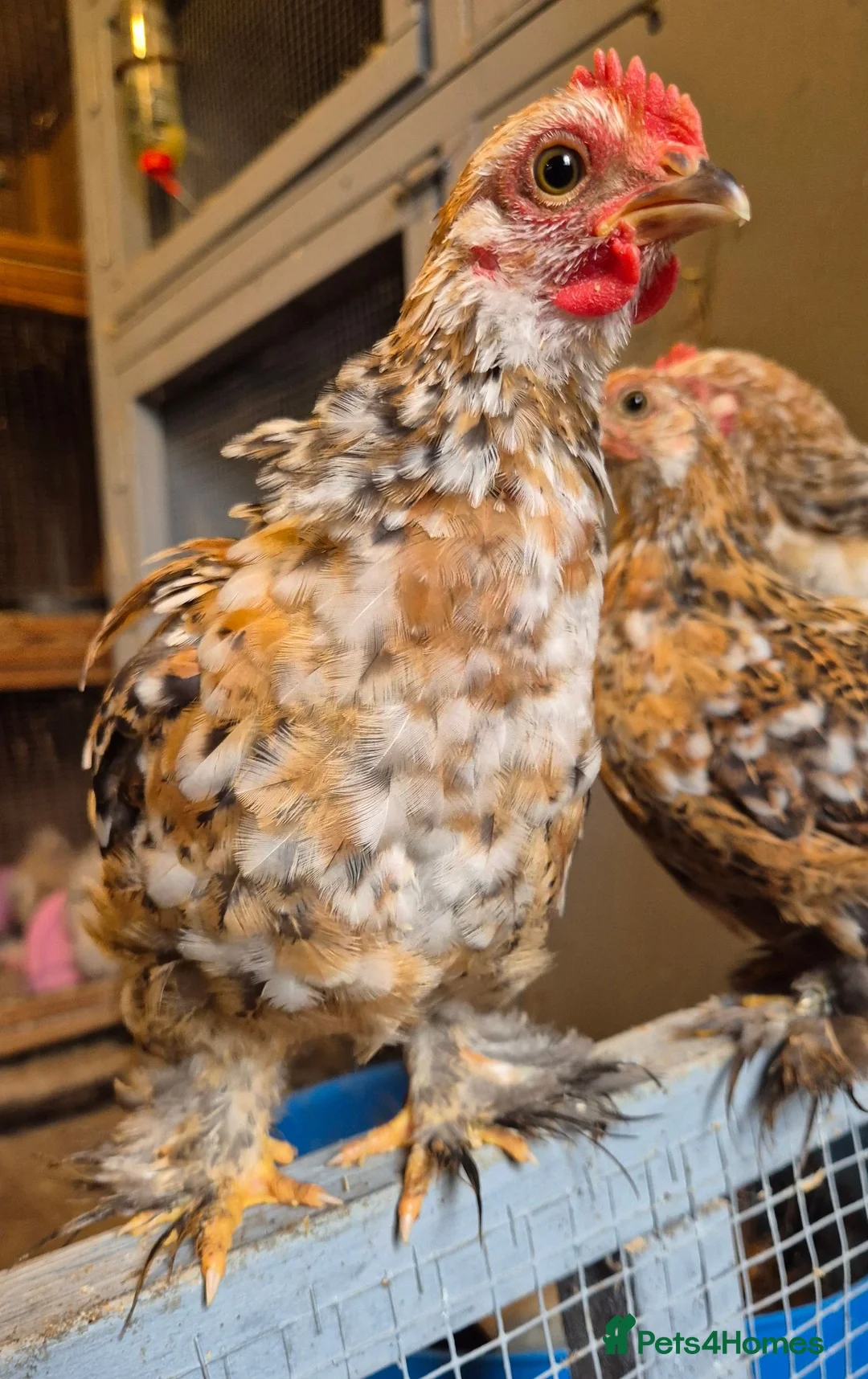 Chickens poultry for sale: Pekin bantam cockerils  - Advert 1