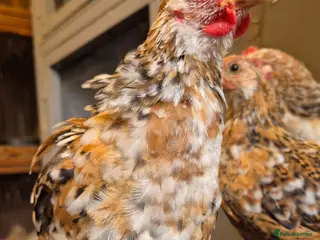 Chickens poultry Pekin bantam cockerils - Advert 1