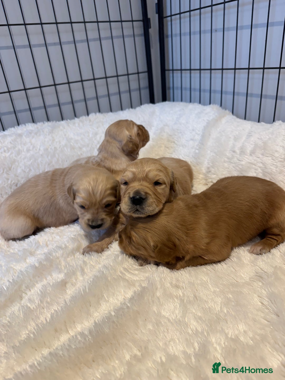 Golden Retriever dogs for sale: Gorgeous KC Golden retrievers  - Advert 10