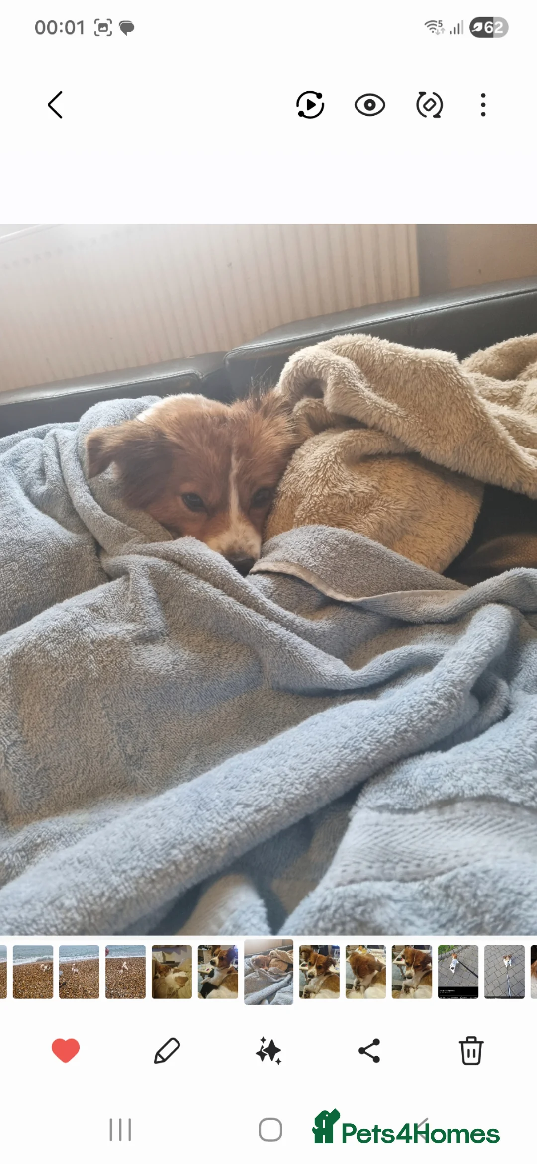 Mixed Breed dogs for stud: Stud dog for free  - Advert 2