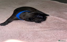 French Bulldog dogs for sale: 7 beautiful male French bull dog pups - Image 27