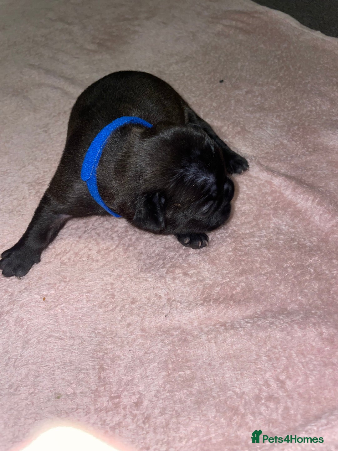 French Bulldog dogs for sale: 7 beautiful male French bull dog pups - Image 27