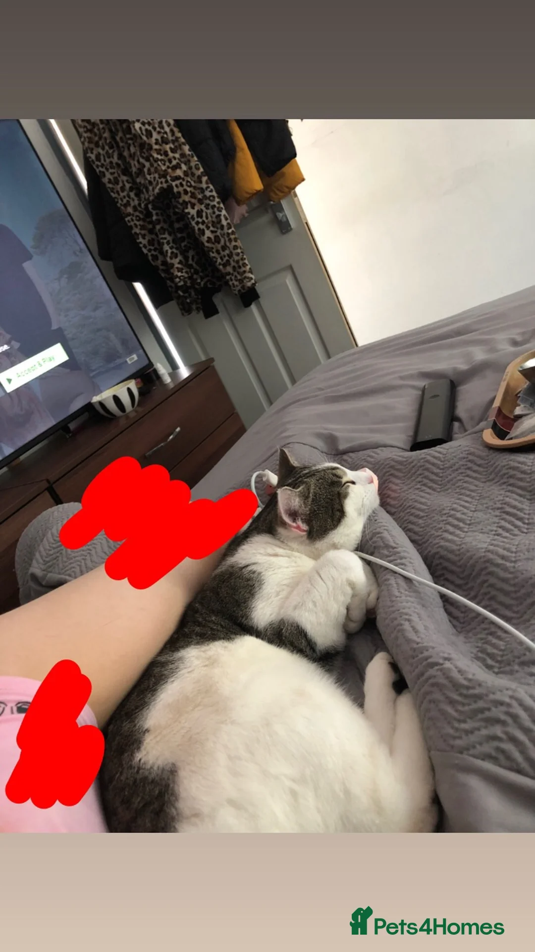 British Shorthair cats for sale: One 2 year old male - Advert 3