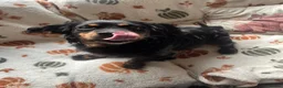 Mixed Breed dogs for sale: Mixed Breed CockerxPattrrdale looking for new home - Advert 2
