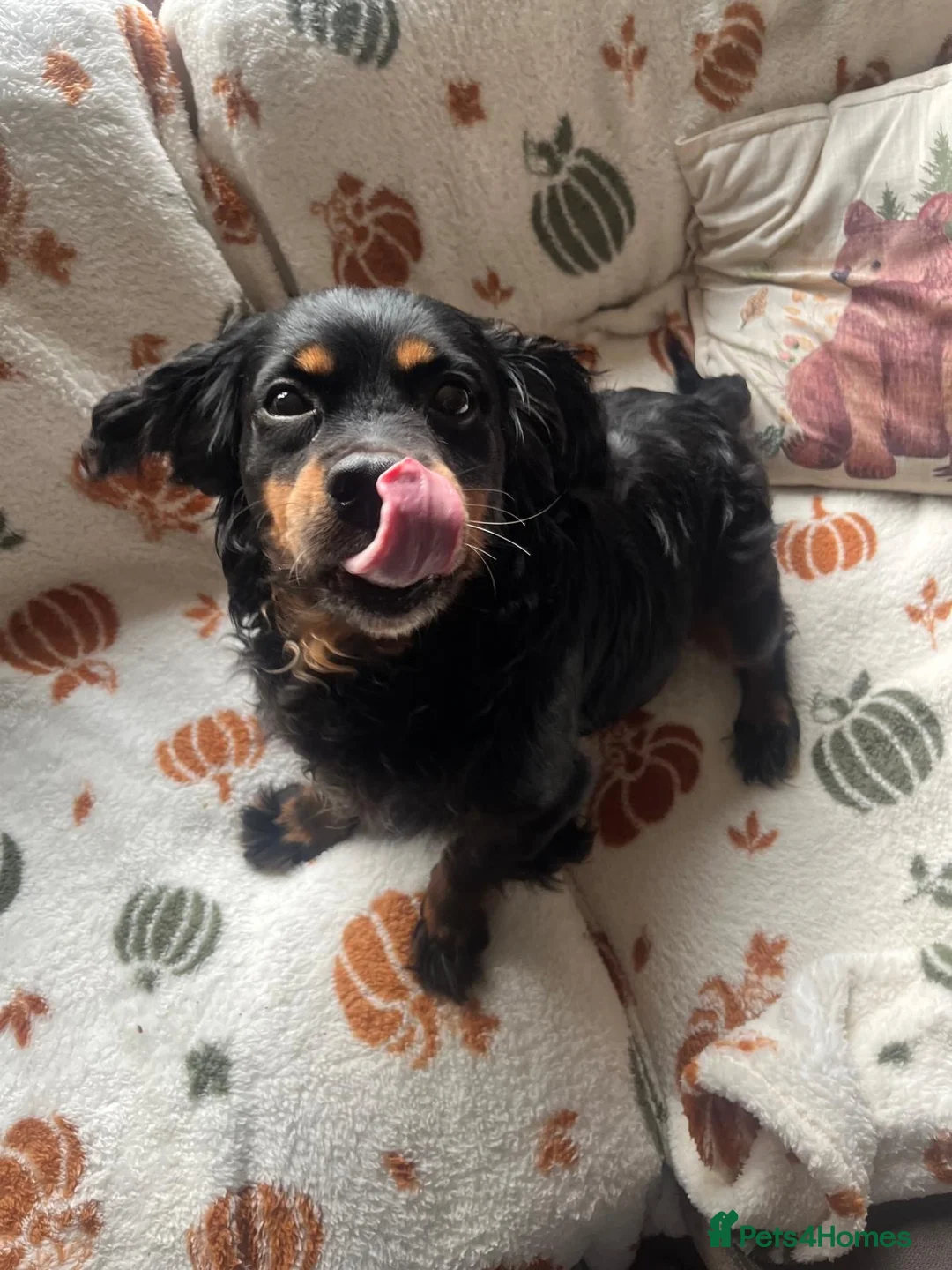 Mixed Breed dogs for sale: Mixed Breed CockerxPattrrdale looking for new home - Advert 2