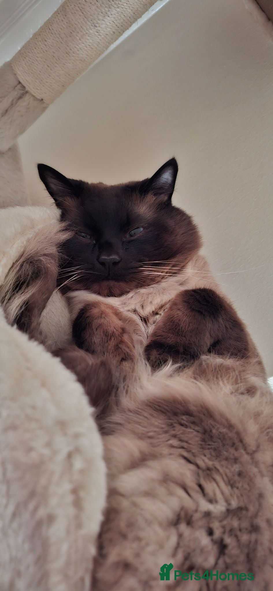 Ragdoll cats Gentle and loving purebred seal point Ragdoll - Advert 9