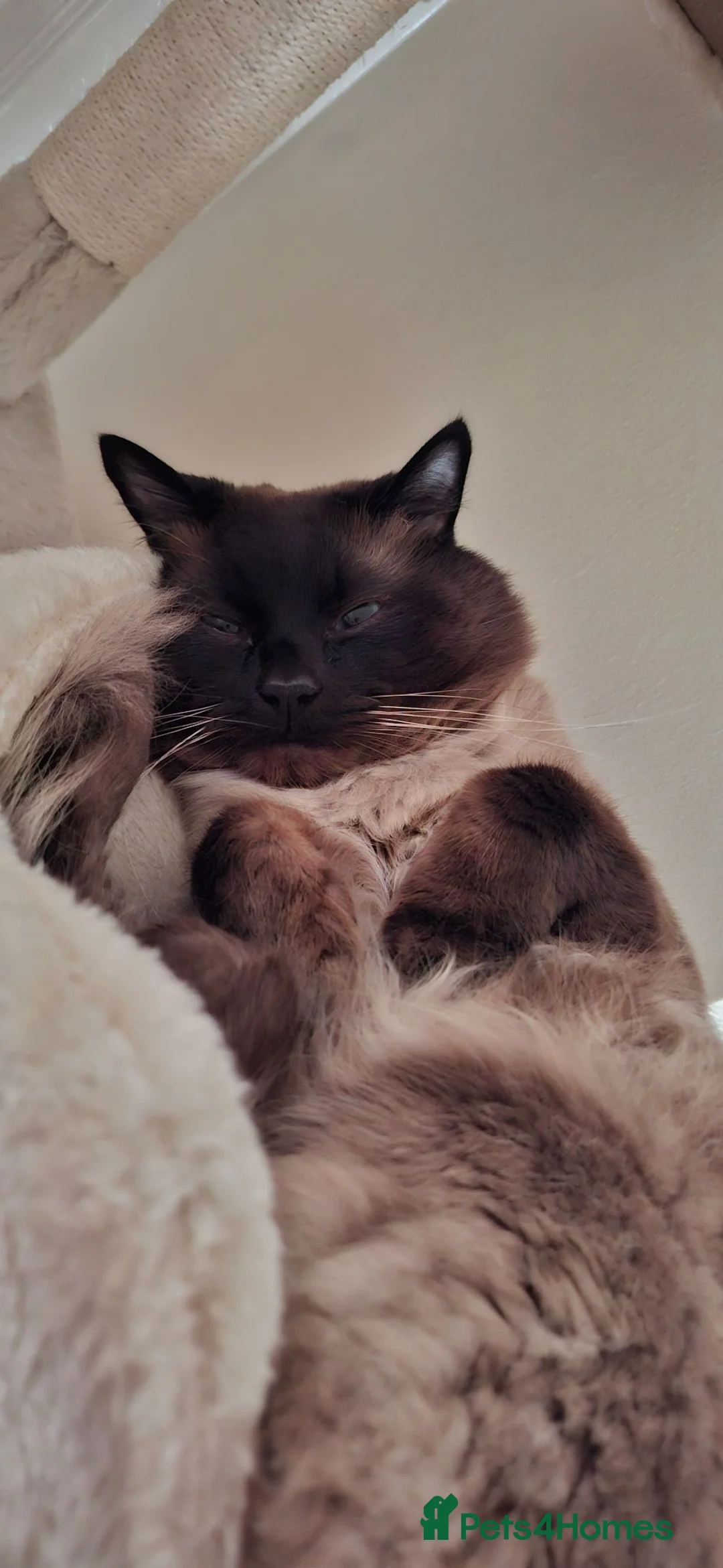 Ragdoll cats for sale: Gentle and loving purebred seal point Ragdoll - Advert 1