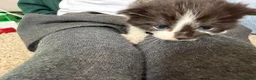 Mixed Breed cats for sale: Male kittens for sale  - Advert 6