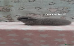 Mini Lop rabbits for sale: Beautiful mini lop bunnies - Image 6
