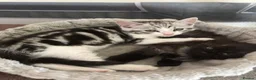 Scottish Fold cats for sale: 3 beautiful Scottish fold kittens for sale  - Advert 9