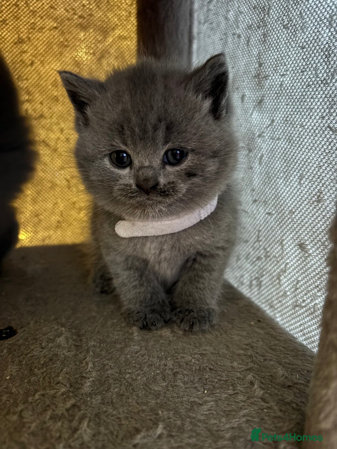 British Shorthair cats for sale: British Shorthair kittens  - Advert 3